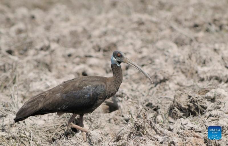 Cambodia wildlife.jpg